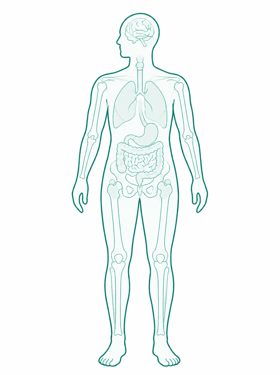 Human body anatomy diagram